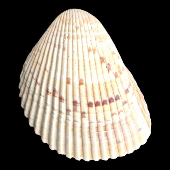 Lot 9 Atlantic Giant Cockle Shells Dinocardium Vobustum Nautical Seashells Beach - Picture 14 of 16